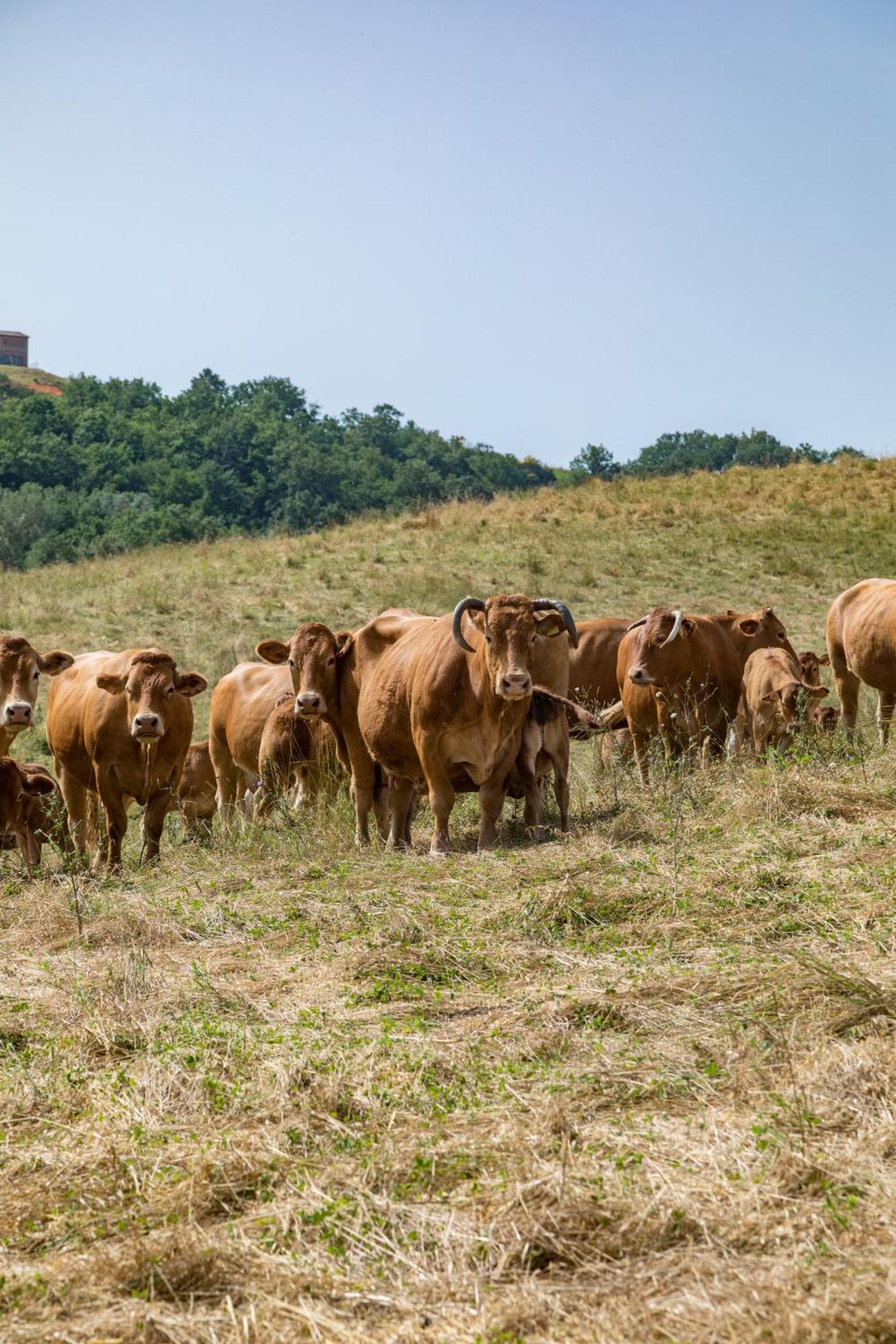 Villa Agriturismo Tenuta La Campana Asciano Luaran gambar